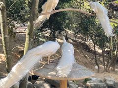 -泉州海丝野生动物世界