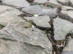 -苏州上方山国家森林公园