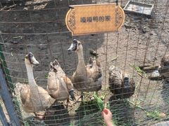 -菊园百果园