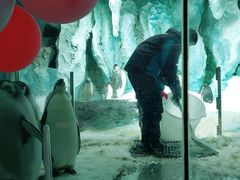 -帝企鹅自助餐厅•儿童岛•真企鹅(长隆企鹅酒店)