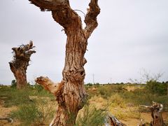 -亿利库布其七星湖沙漠生态旅游区
