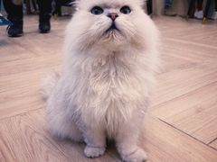 -安格丽娜·狗咖·猫咖羊驼咖(春熙路百盛商场店)
