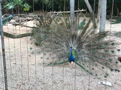 -深圳野生动物园