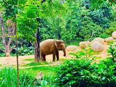 -广州长隆野生动物世界