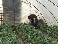 -青浦采草莓天天草莓园