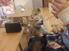 -柴犬小屋·柴餐厅·狗咖食堂(金鼎广场店)