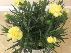-大自然花鸟鱼虫市场