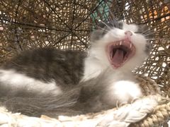-飞行喵MR PILOT|猫舍·猫咖(静安大融城店)