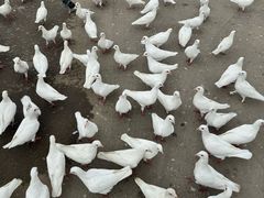 -泉城欧乐堡海洋极地世界