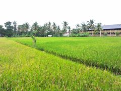 -脏鸭餐厅(乌布总店)