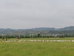 -敕勒川草原