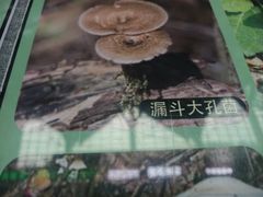 -汤旺河林海奇石景区