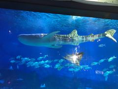 -烟台海昌鲸鲨海洋公园