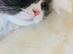 -邢大夫动物医院