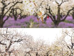 -江苏三台山国家森林公园