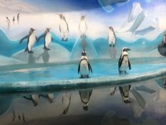 -洛阳龙门海洋馆