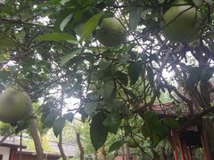 -降龙爪爪(建设路2店)