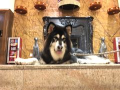 -more than meow吴止猫主题餐厅(承德 中船汇店)