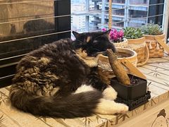 -楼上猫咖(罗湖店)