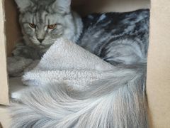 -御宝贝·A梦猫科宠物医院(国际猫友好医院)