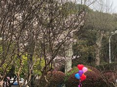 -武汉大学-樱园
