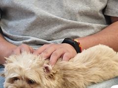 -柴犬小屋·柴餐厅·狗咖食堂(金鼎广场店)