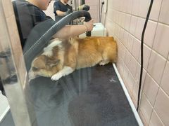 -FAELING PETS美天灵宠物(富力广场店)