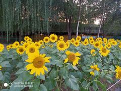 -长白岛森林公园