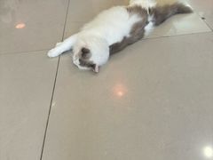-平行世界·猫咖(首经贸店)