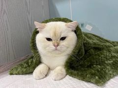 -纳吉亚猫专科动物医院·北北分院