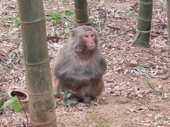 -苏州上方山国家森林公园