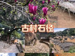 -杨家堂村