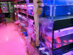 -花鸟鱼古玩市场