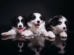 -超宠爱宠物摄影-Super pet