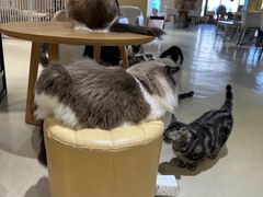 -藏猫猫咖啡主题馆(中央大道店)