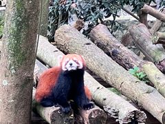 -都江堰中华大熊猫苑