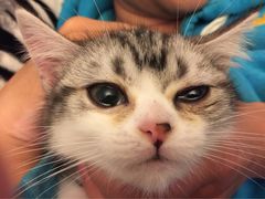 傻傻猫猫大本营-Bastet sally猫舍购宠(静安店)