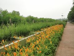 -大兴滨河森林公园