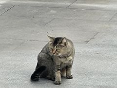 -西安大兴善寺