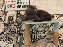 -猫小院猫主题餐厅(三里屯店)