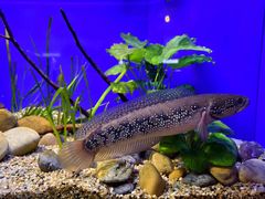 -上海海洋水族馆