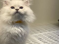 -lincat·猫舍(广州店)