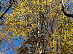 -叠溪松坪沟景区