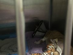 -伟伟宠物医院·CT影像中心·瑞派犬猫综合性门诊(汉口总院)