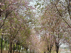 -广东花都湖国家湿地公园