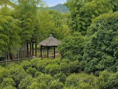 -大唐贡茶院