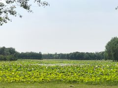-东郊湿地公园