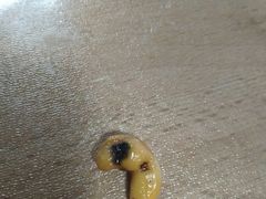-小贝壳酒楼(经九路店)