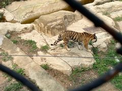 -大连森林动物园