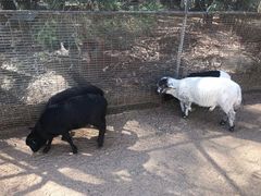 -费瑟代尔野生动物园